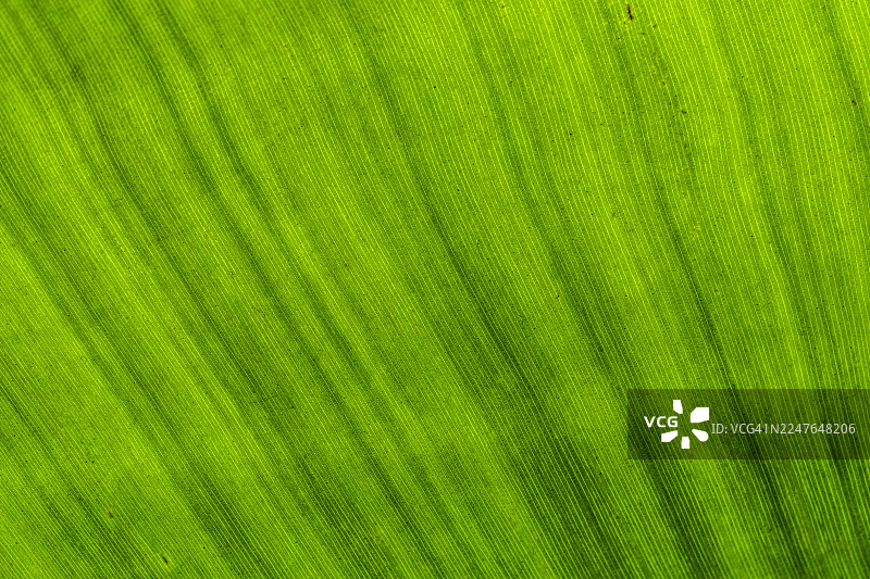 光合作用图片素材