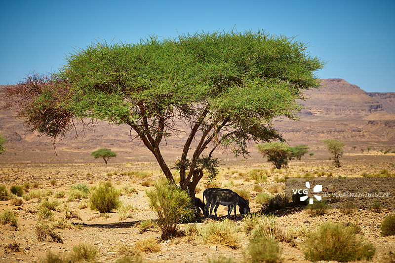 撒哈拉沙漠伊里吉国家公园的金合欢树图片素材