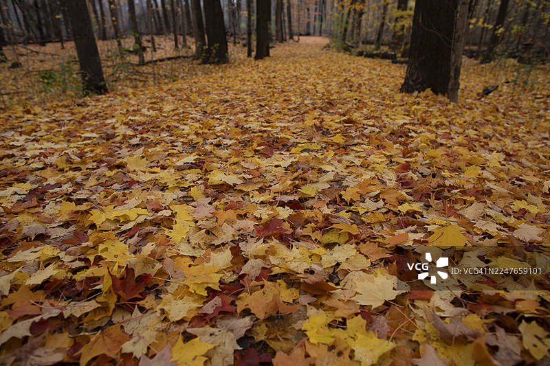 秋季的Etobicoke Creek Trail（中景深）图片素材