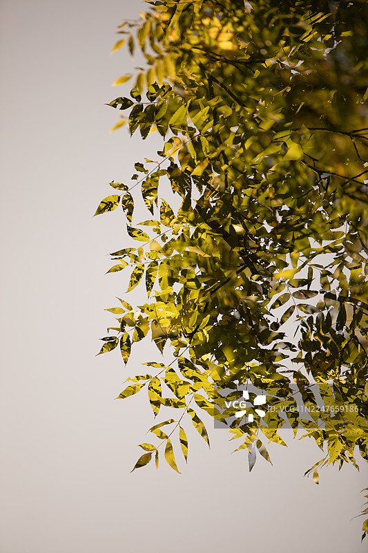 叶子和纹理图片素材