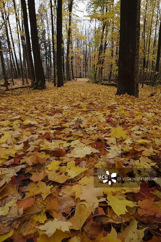 秋季的艾托比科溪步道（景深大）图片素材