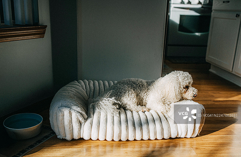 一只小狗舒适地躺在柔软的床上，沐浴着透过窗户洒进来的温暖阳光。图片素材