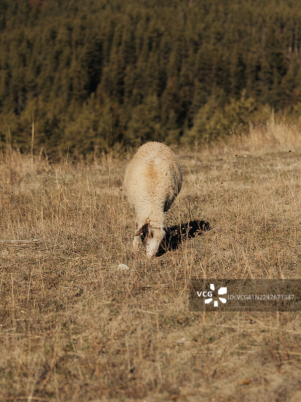 单只绵羊在干旱草地上吃草，背景是森林图片素材