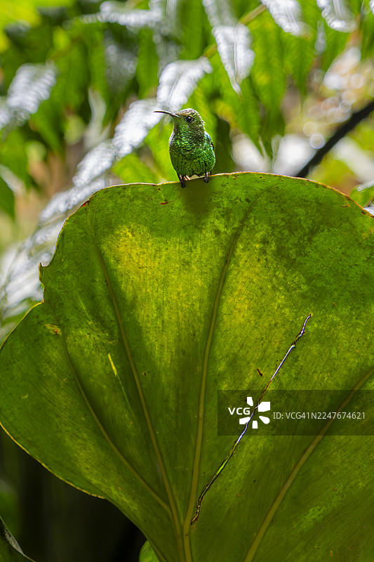 一只蜂鸟停在一片巨大的热带叶子上。图片素材