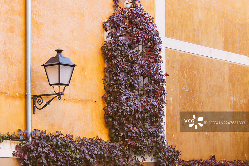 路灯和爬满五叶地锦（Parthenocissus quinquefolia）的窗户图片素材