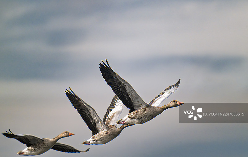 三只鹅排成一列飞过图片素材