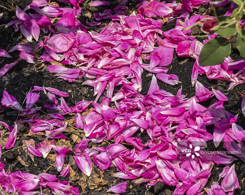 掉落在地上的玫瑰花瓣图片素材