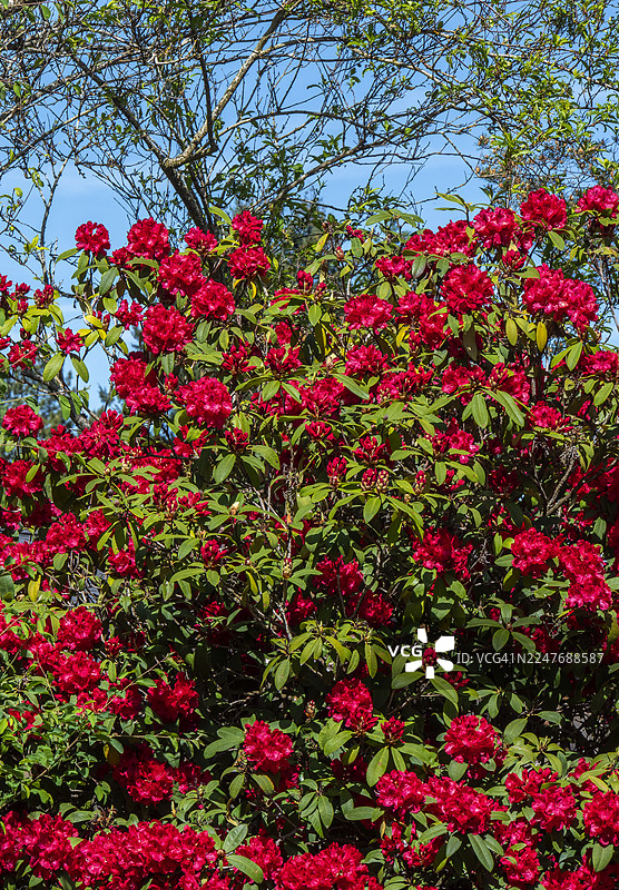 盛开的红色杜鹃花灌木图片素材