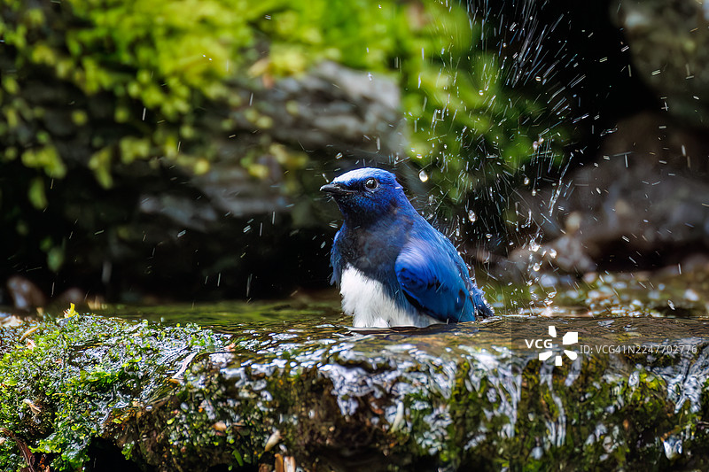 一只美丽的蓝白鹟（Cyanoptila cyanomelana，鹟科）。快乐的蓝鸟。在日本山梨县富士吉田市奥多摩温泉沐浴 - 2025图片素材