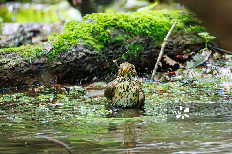日本灰鸫（Turdus cardis），在泉水中沐浴。野鸟。观鸟，日本山梨县富士吉田市大菩泉 - 2025图片素材
