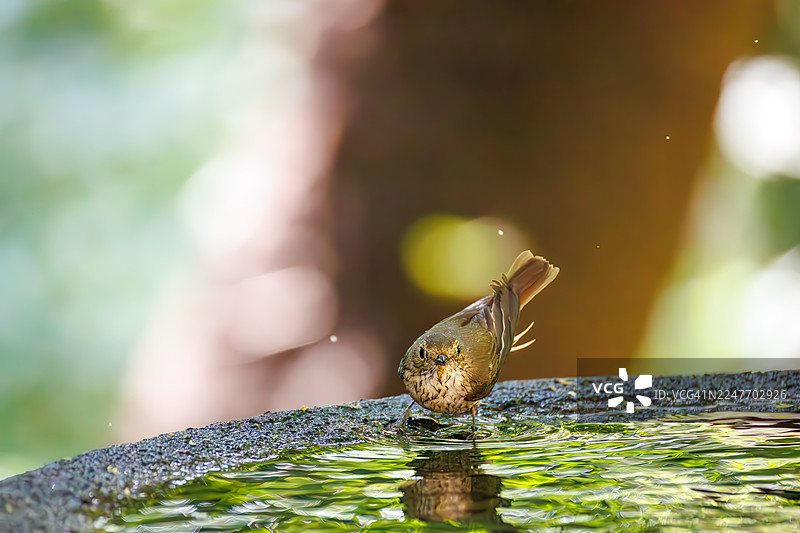 一对可爱的黄臀鹟（Ficedula narcissina）在日本神奈川县秦野市、高安山公园、高安山鸟类保护区的水盆中沐浴 - 2025年。图片素材