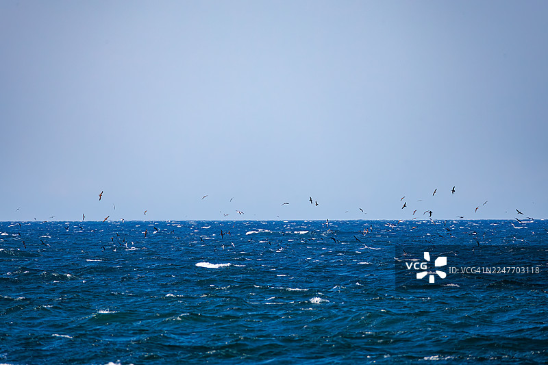 海面上可以看到一大群海鸟，包括白氏海燕、褐鲣鸟、黑足信天翁、短尾信天翁、莱桑氏信天翁。图片素材