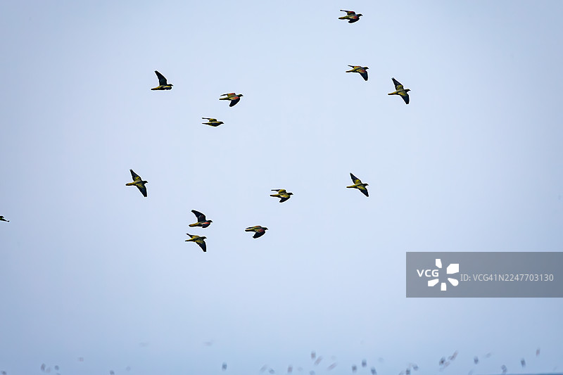 一群美丽的留尼汪绿鸠（Treron sieboldii）从山林飞入海浪中，在海水中摄取矿物质。地点：日本神奈川县大矶町照崎海滩 - 2025图片素材