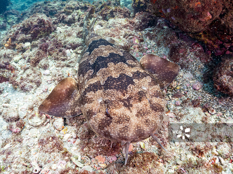 美丽的日本地毯鲨（Orectolobus japonicus Regan）及其他鱼群。日本静冈县伊豆半岛南伊豆町中木港、西伊豆町Hirizo海滩 - 2025图片素材