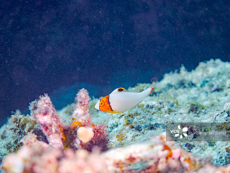 双色鹦嘴鱼，红点鹦嘴鱼，双色鹦嘴鱼，一群热带鱼。美丽的珊瑚礁和游泳的人们。阿嘉海滩，阿嘉岛，冲绳，庆良间群岛，岛尻郡 - 2025图片素材