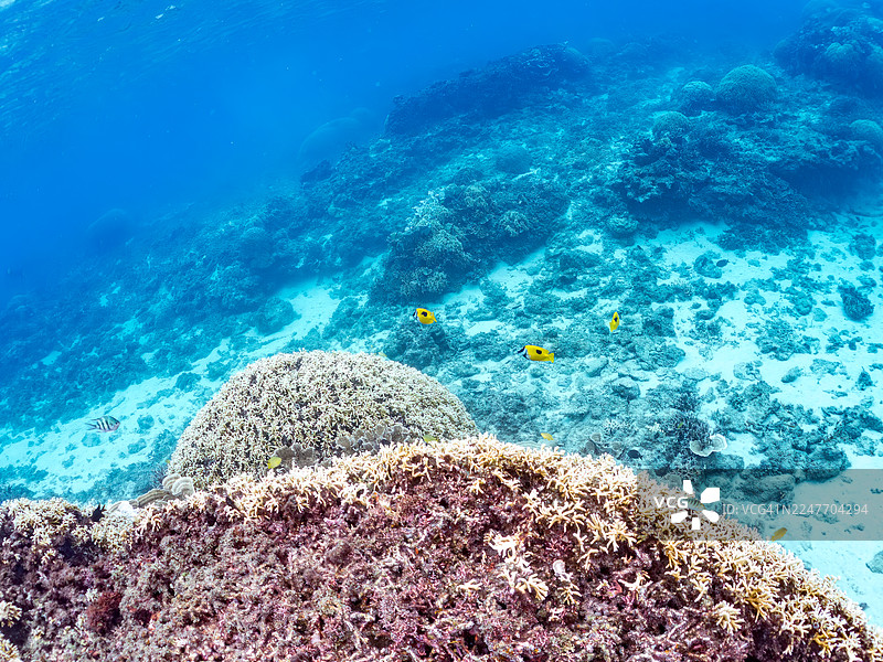 斑点狐狸鱼，斑纹兔鱼，蓝绿海葵鱼，蓝绿海葵鱼，一群热带鱼。美丽的珊瑚礁和游泳的人们。赤间海滩，赤间岛，冲绳，庆良间群岛，岛尻郡 - 2025图片素材