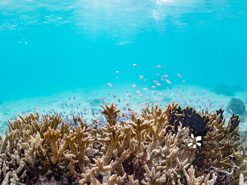 成群的蓝绿副鳞鮨(蓝绿海葵鱼)、白尾海葵鱼、斑纹海葵鱼及其他鱼类。一群热带鱼。美丽的珊瑚礁和游泳的人们。菜单,冲绳县国头郡恩纳村,濑良垣岛,2025图片素材