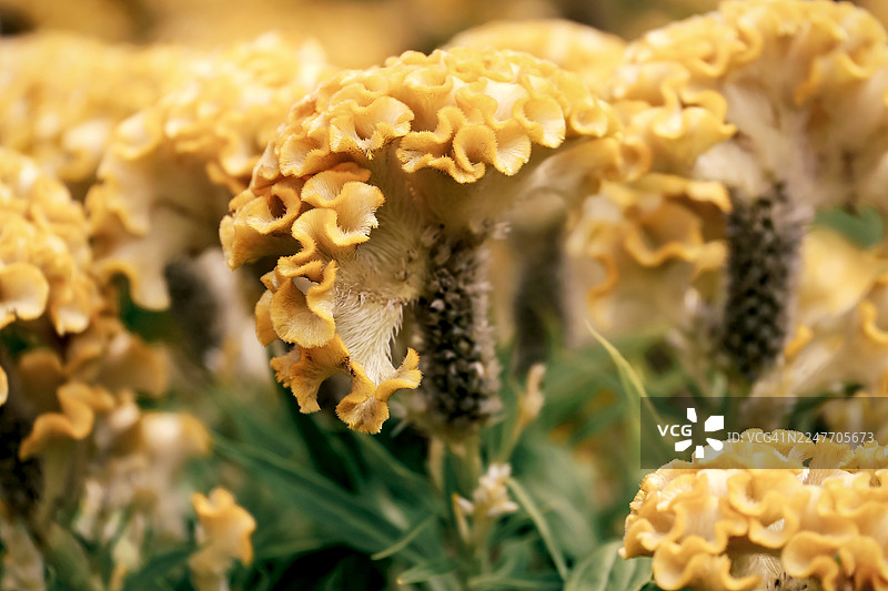 越南中部种植的鸡冠花图片素材