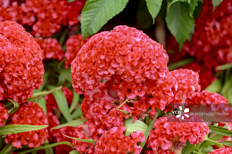 越南中部种植的鸡冠花图片素材