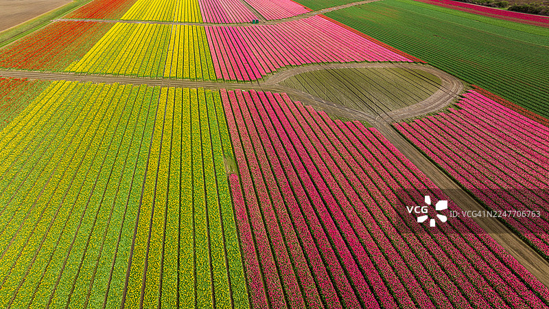 斯卡吉特山谷郁金香田的航拍抽象线条图片素材