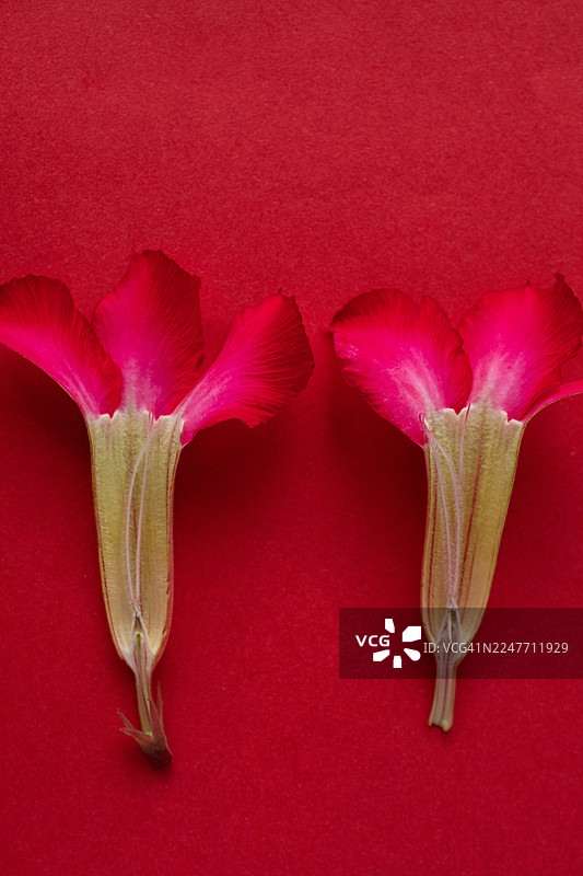 抽象的卡拉奇（又称红缅栀花）特写微距，展示了其有机纹理和自然图案图片素材