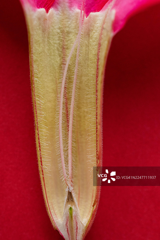 抽象特写微距拍摄的白兰花（也称为朱槿），展示了其有机纹理和自然图案图片素材