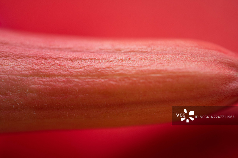 抽象的嘉兰达（又名红鸡蛋花）特写微距，展示了其有机纹理和自然图案图片素材