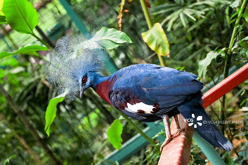 蓝灰羽毛的谢普梅克皇鸠图片素材
