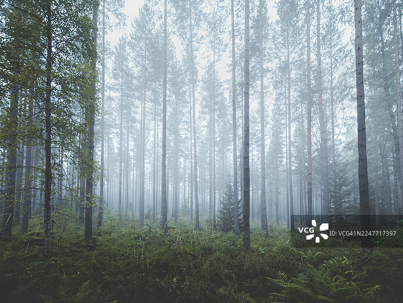 黎明时分，美丽、朦胧而梦幻的森林图片素材