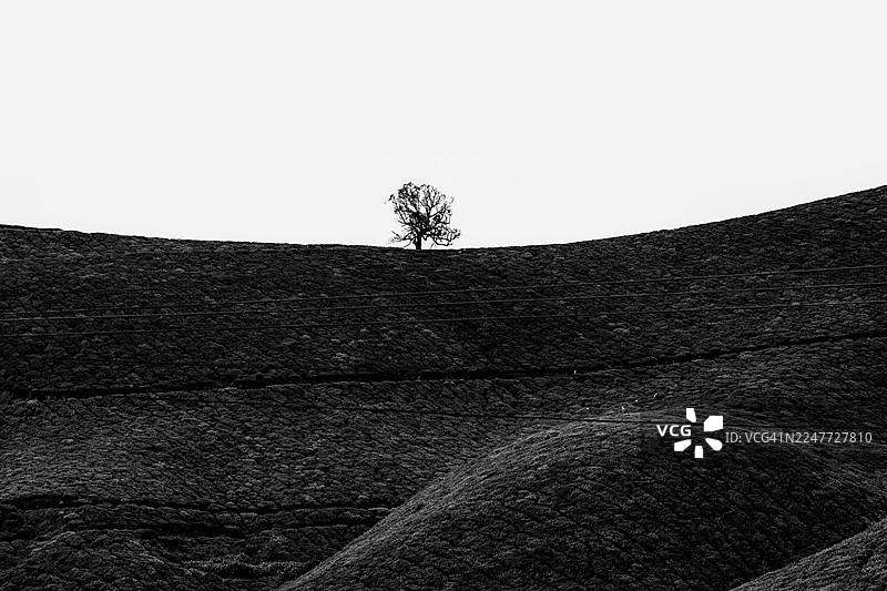 茶园全景，特色树木位于穆纳尔喀拉拉邦风景优美的弯道上图片素材