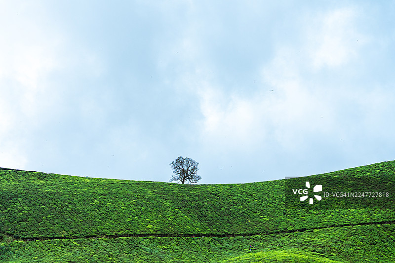 茶园全景，风景优美的弯道上有一棵树，位于喀拉拉邦的 Munnar图片素材