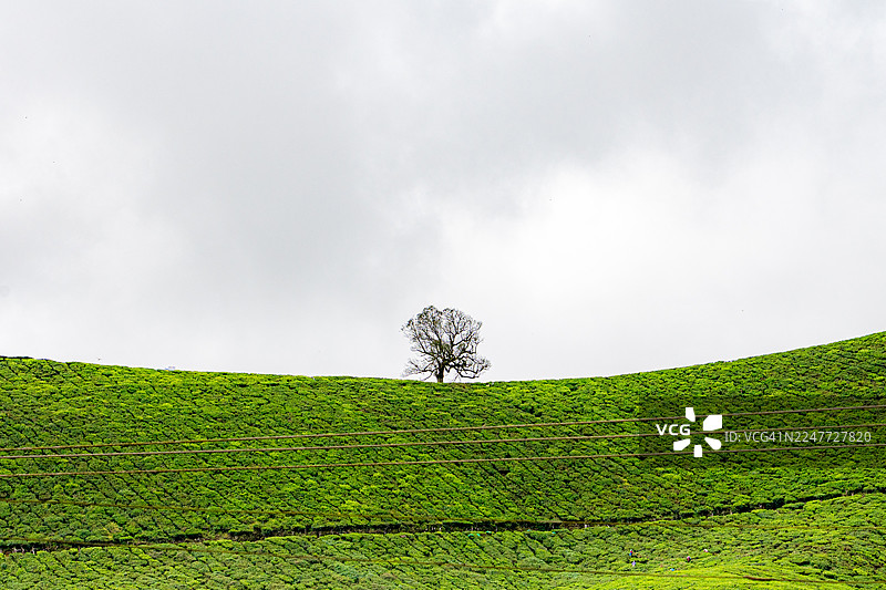 茶园全景，风景曲线上的树，喀拉拉邦 Munnar图片素材