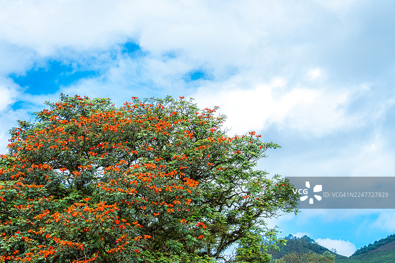 繁花盛开的树与蓝天图片素材