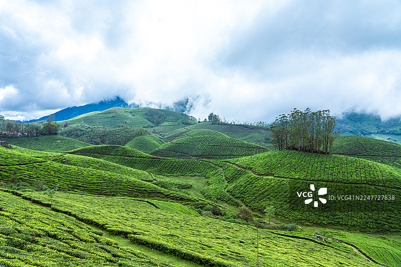 宁静的茶园山坡，洛克哈特山口，喀拉拉邦 Munnar图片素材