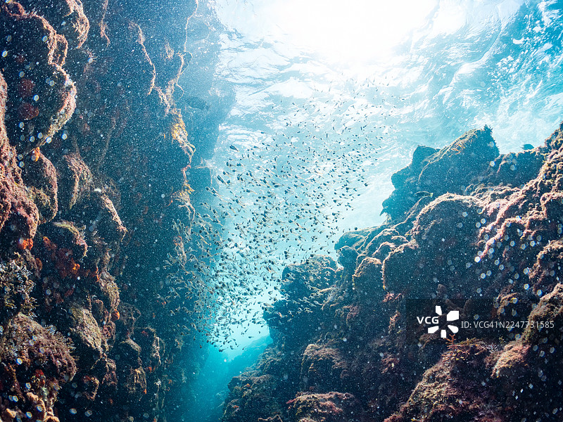 黑纹扫帚鱼,Pempheris schwenkii,幼鱼。以及其他。鱼群。日本静冈县伊豆半岛南伊豆中木港平潮海滩 - 2025图片素材