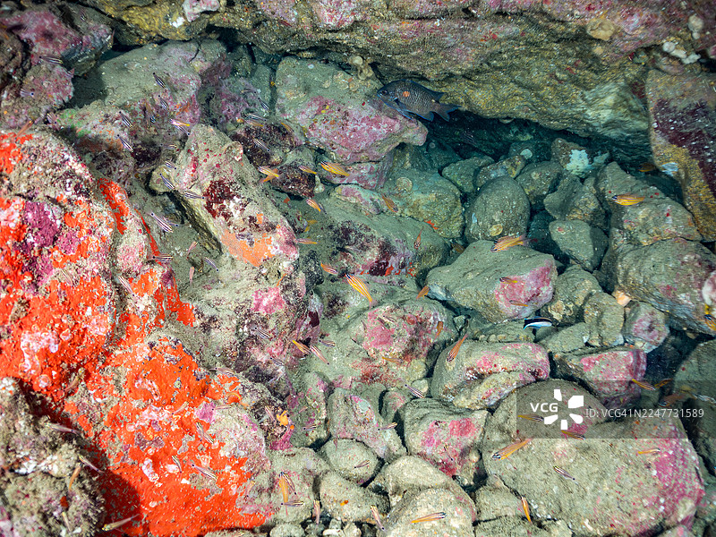 海洞中的南方橙线天竺鲷(Ostorhinchus properuptus)、斑颈天竺鲷(Ostorhinchus notatus)及其他鱼群。地点:日本静冈县伊豆半岛南伊豆町中木港的平矶海滨 - 2025图片素材