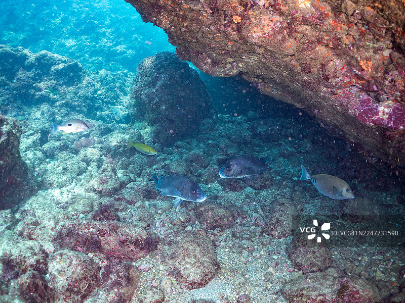海湾中的新月唇鱼（Plectorhinchus cinctus）、锯鳞鱼（Prionurus scalprum）及其他鱼群。日本静冈县伊豆半岛南伊豆町中木港平矶海滨 - 2025图片素材