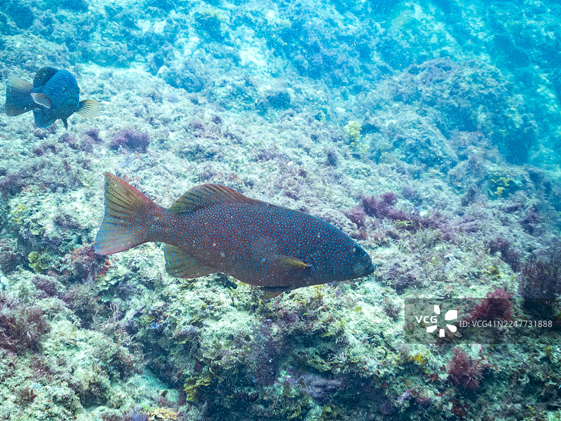 红点石斑鱼、蓝点石斑鱼、豹纹石斑鱼及其他鱼群。日本静冈县伊豆半岛南伊豆中木港 Hirizo 海滩 - 2025图片素材