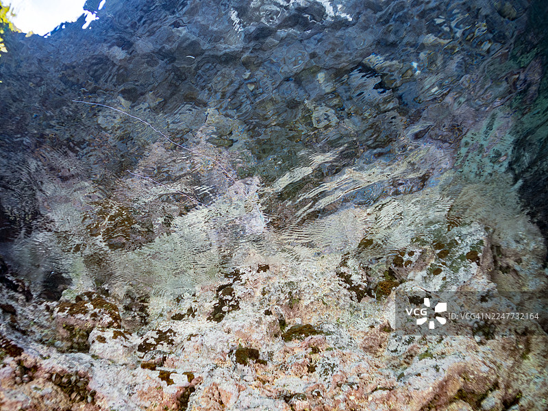 金鳞鱼,Alectis ciliaris,幼鱼。半水景摄影,以及其他。鱼群。日本静冈县伊豆半岛南伊豆町中木港蛭子海滩 - 2025图片素材