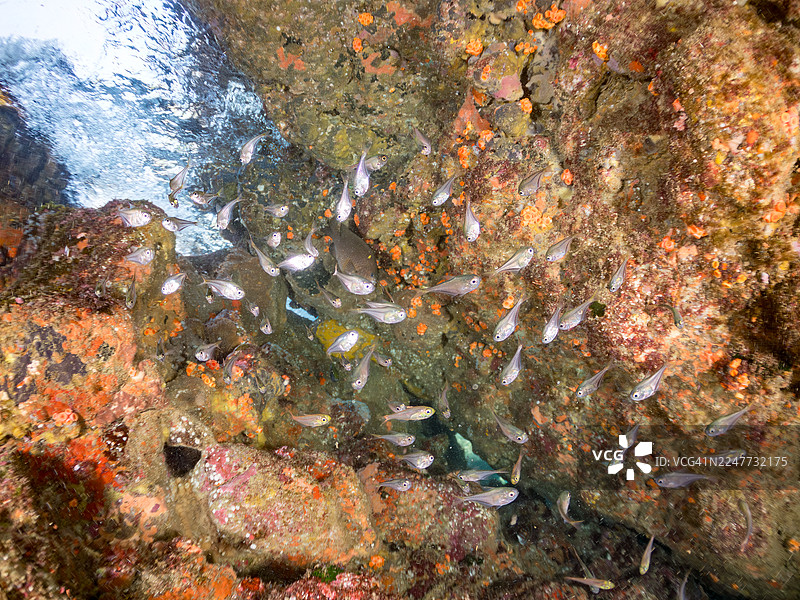 黑纹扫帚鱼(Pempheris schwenkii)幼鱼,鱼群。日本静冈县伊豆半岛南伊豆中木港平野海岸,2025年图片素材