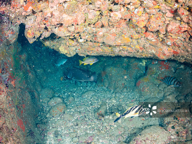 海蚀洞中的蓝斑海鲈(Lutjanus stellatus)、彩绘石斑鱼(Diagramma pictum)、旗鱼(Cheilodactylus zonatus)、红唇石斑鱼(Cheilodactylus zebra)等鱼类。鱼群。静冈县伊豆半岛南伊豆町中木港的平潮海滩。图片素材