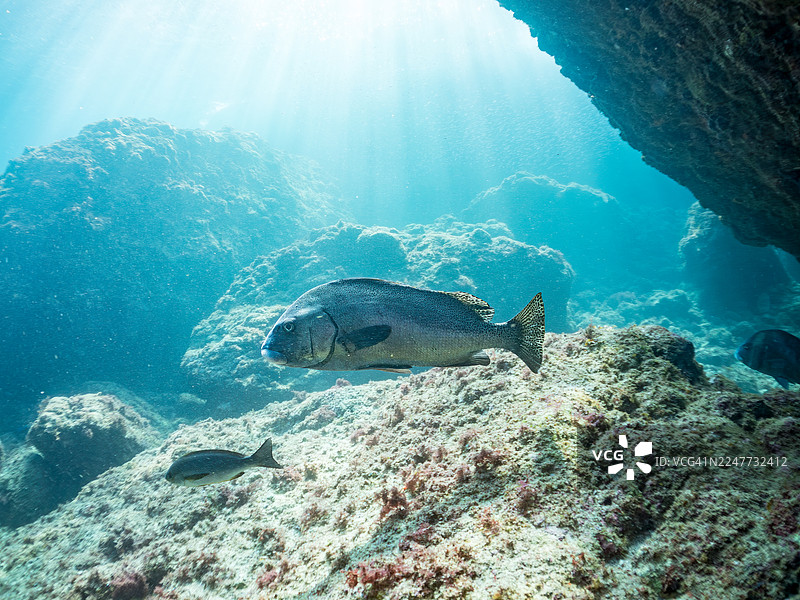 新月唇齿鯛(Plectorhinchus cinctus)、白斑羊鱼(Parupeneus ciliatus)、罗氏笛鲷(Lutjanus russelli)等鱼类成群游弋于日本静冈县伊豆半岛南伊豆町中木港Hirizo海滩(2025年)图片素材