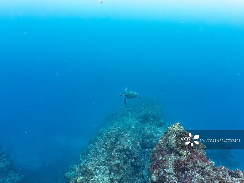 绿海龟,绿海龟,海龟。他在岩石间打盹,还有鱼群。日本静冈县伊豆半岛南伊豆町石子滨、中木港 - 2025图片素材