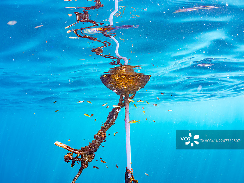 大鰤鱼 (Seriola dumerili)、彩虹鱼 (Elagatis bipinnulata)、鹦鹉鱼、斑带鱼 (Oplegnathus fasciatus)、条纹海雀 (Abudefduf vaigiensis)、白斑矮海龙 (Rudarius Ercodes) 幼鱼生活在浮标中，以及其他。海龙鱼。图片素材