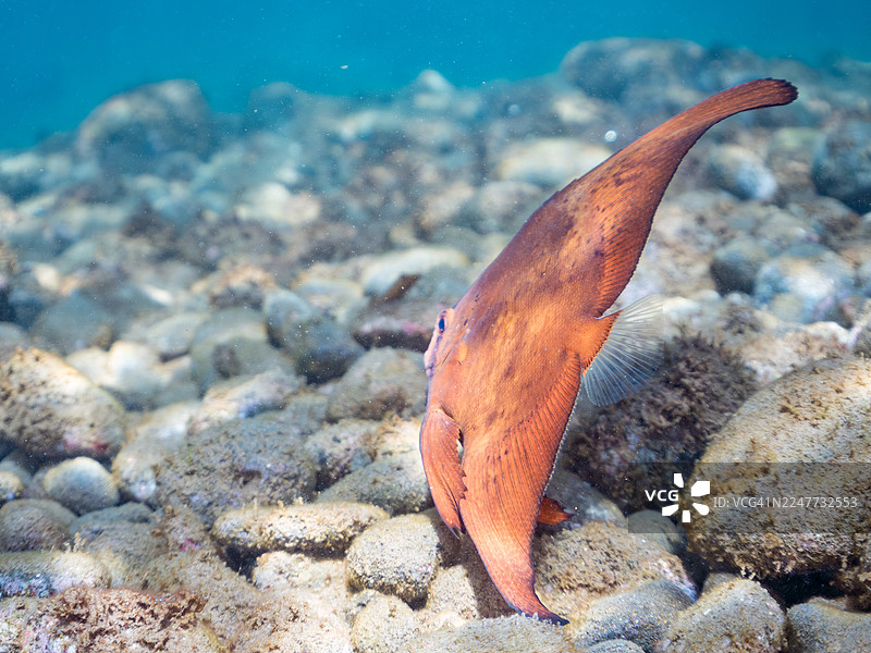 圆鳍蝙蝠鱼(Platax orbicularis),幼鱼,以及其他鱼类。鱼群。日本静冈县伊豆半岛南伊豆町的 Hirizo 海滩、中木港 - 2025图片素材