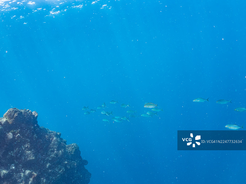 大青鲹（Seriola dumerili）、银条鲹（Spratelloides gracilis）及沙丁鱼等鱼群正在被捕食，日本静冈县伊豆半岛南伊豆町中木港平矶海滩 - 2025图片素材