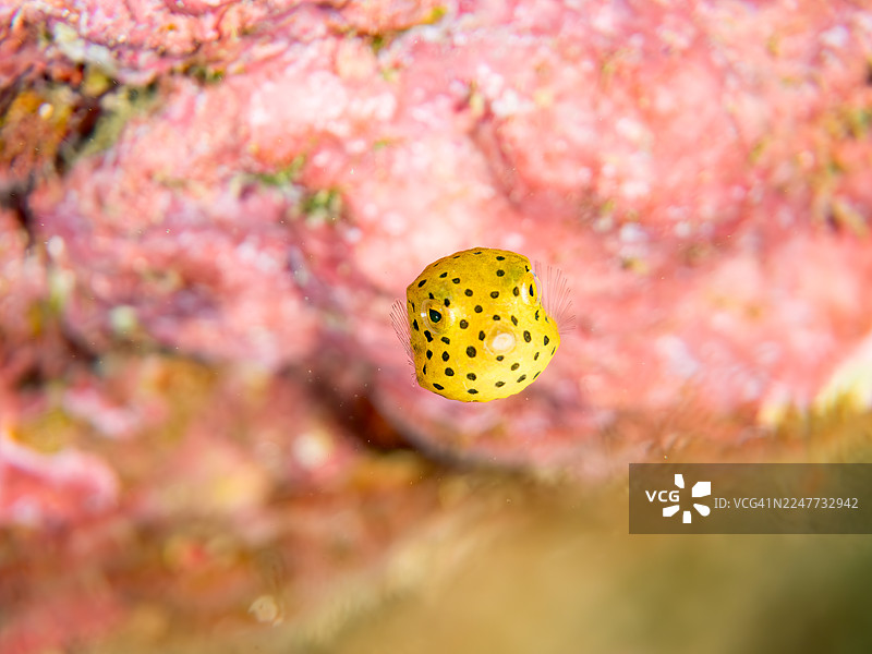 黄箱鲀,斑点箱鲀,箱鲀,斑点箱鲀。幼鱼。在海洞中。以及其他。鱼群。日本静冈县伊豆半岛南伊豆町中木港 Hirizo 海滩 - 2025图片素材