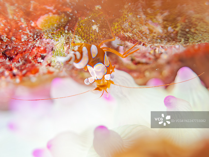 性感虾,蹲虾,安波那虾,海葵,地中海海葵,以及其他。鱼群。日本静冈县伊豆半岛南伊豆町中木港 Hirizo 海滩 - 2025图片素材