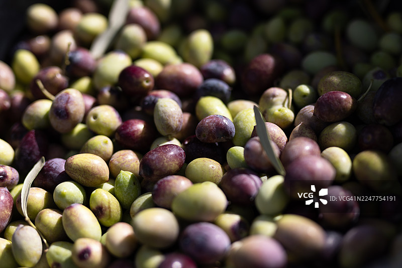 新鲜采摘的橄榄在自然阳光下图片素材