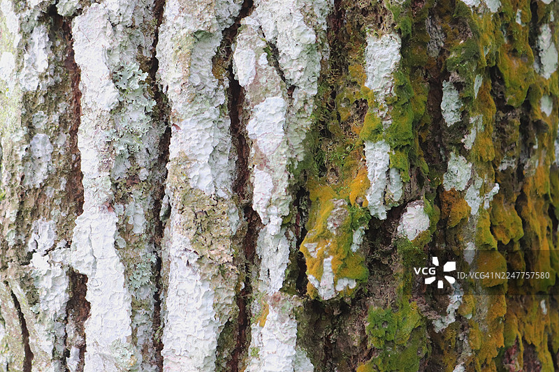 特写：树上生长的苔藓。苔藓和其他生长在树上及树周围的植物和地衣是生物多样性的重要组成部分。图片素材